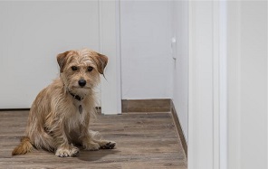 Berlin-Animal-Hospital_Altro Berlin-Animal-Hospital_Altro